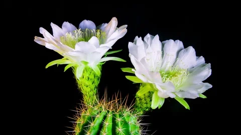 Time Lapse - White Echinopsis Cactus Flowers Blooming with Black Background Stock Footage 76923109