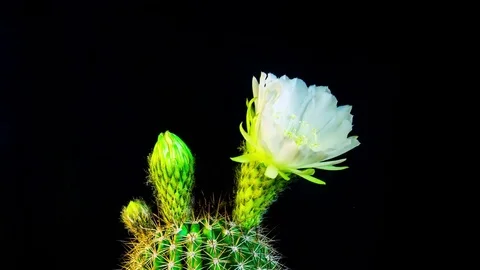 Time Lapse - White Echinopsis Cactus Flowers Blooming with Black Background Stock Footage 77631816