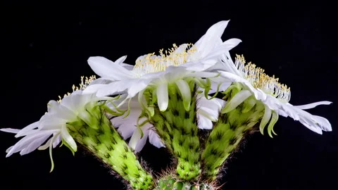 Time Lapse - White Echinopsis Cactus Flowers Blooming with Black Background Stock Footage 234832415