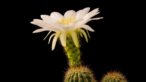 Time Lapse Of A White Flower Opening On A Cactus Vídeo Stock 94943249