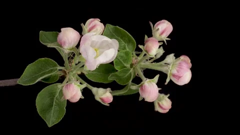 Time-lapse of a white flowers Apple blossom. Spring flower Apple blooming on Stock Footage 198703570