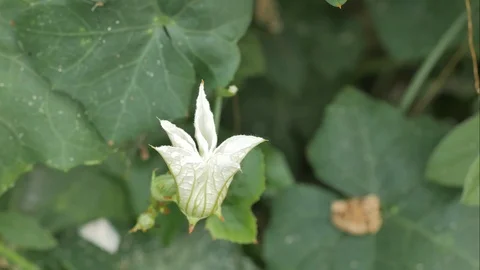 Time Lapse of White flowers are blooming in the morning. Stock Footage 104782880