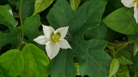 Time Lapse of White flowers are blooming in the morning. Stock Footage 110717802