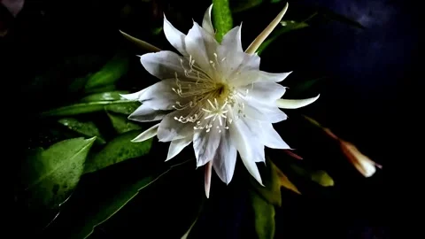 Time-lapse, white flowers bloom at night Stock Footage 306535041
