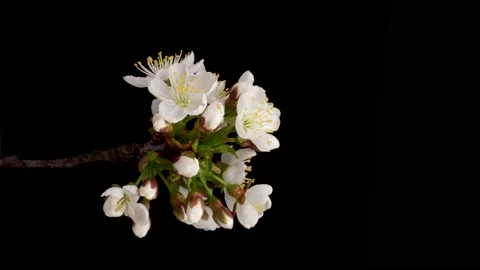 Time-lapse of a white flowers cherry blossom. Spring flower cherry blooming on Stock Footage 189390166
