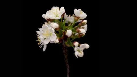 Time-lapse of a white flowers cherry blossom. Spring flower cherry blooming on Stock Footage