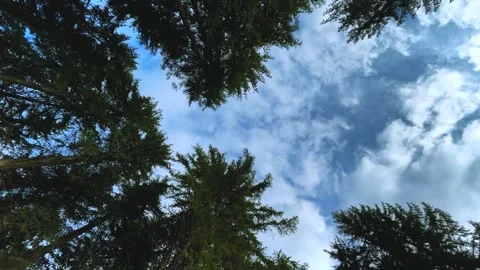 Time Lapse: White fluffy clouds over a blue sky in a forested area. Stock Footage 254068242