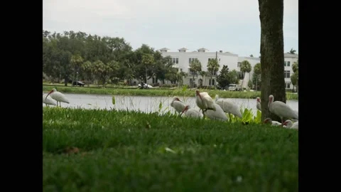 Time lapse White Ibis Birds Grazing Nearby a Tranquil Urban Waterfront Park Sett Stock Footage 313739952
