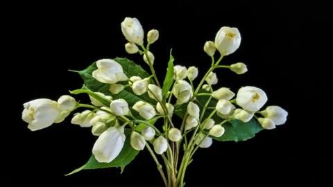 Time lapse of white Jasmine flowers blooming on black background Stock Footage 91404340