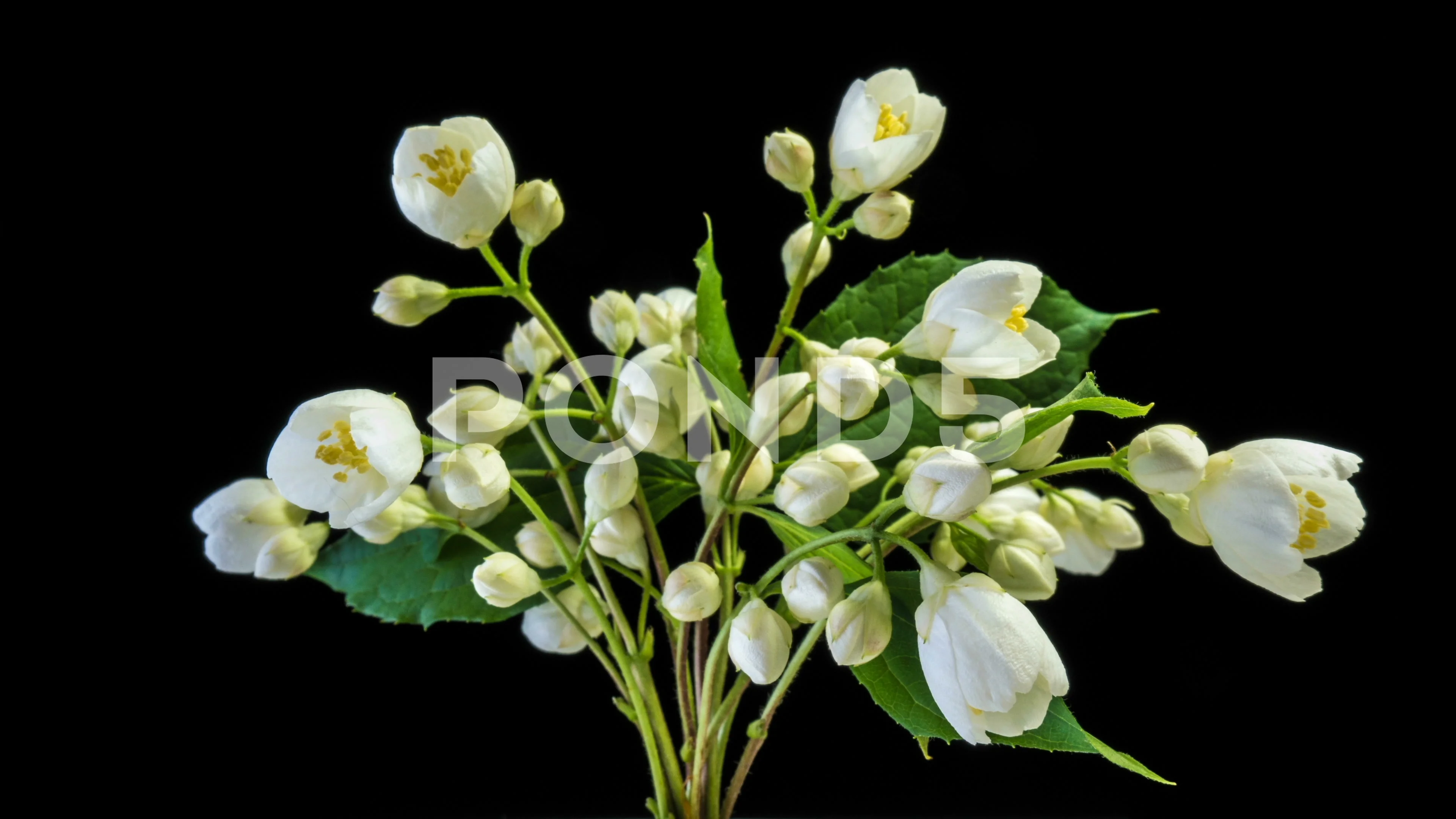 Time lapse of white Jasmine flowers bloo... | Stock Video | Pond5