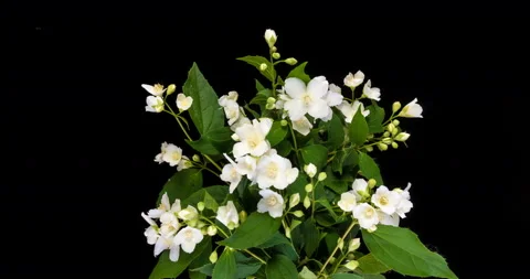 Time lapse of white Jasmine flowers blooming on black background Stock Footage 111615519