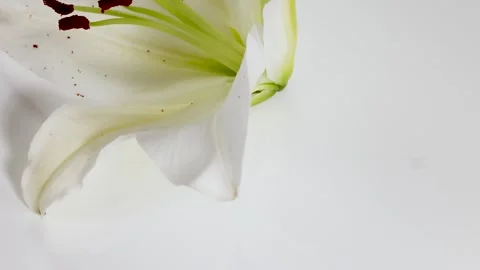 Time-Lapse of White Lily Blooming Stockbeeldmateriaal 306814677