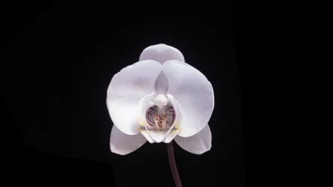 A time lapse of a white orchid in full bloom, highlighting the delicate petals a Stock Footage 340155779
