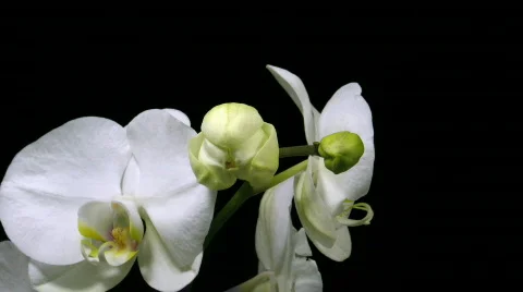 Time-lapse of white orchid opening 1 Stock Footage 98166