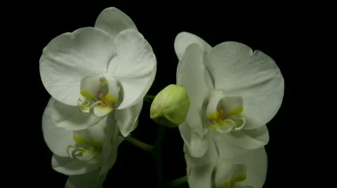 Time-lapse of white orchid opening 2 Stock Footage 99088