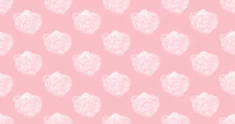 Time-lapse of a white peony on pink background Stock Footage 134590476