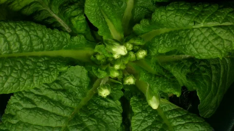 Time-lapse of white primula growing 1 Stock Footage 99233