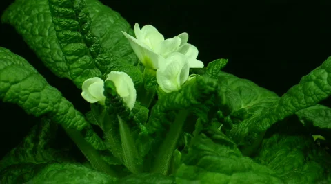 Time-lapse of white primula growing 3 Stock Footage 99819