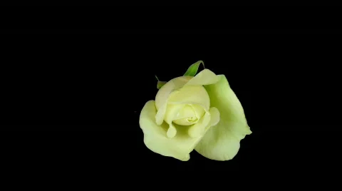 Time-lapse of white rose opening ALPHA matte 1  Stock Footage 311893
