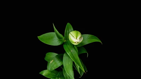 Time lapse of white terry lily flower opening in pond, waterlily blooming Stock Footage 157396885