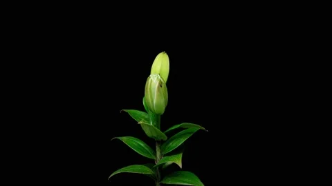 Time lapse of white terry lily flower opening in pond, waterlily blooming, 120 Stock Footage 202642450