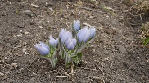 Time Lapse of wild crocus flowers slowly opening in the morning Stock Footage 315133979