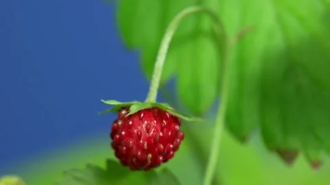 Time-lapse of wild strawberry ripening on blue screen background Stock Footage 333557797