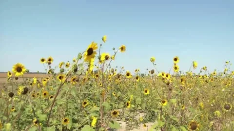 Time-lapse of Wild Sunflowers 動画素材 12615026
