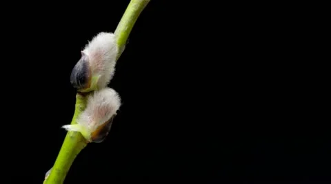 Time-lapse willow leaf bud growing - isolated on black background Stock Footage 10880560