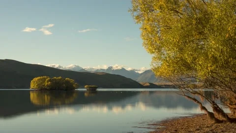Time lapse of willow tree on the shore of Lake Tekapo in golden, evening light. Stock Footage 201661816