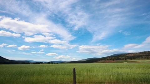 Time Lapse of Wind Patterns in Tall Field Grass on Farm in BC, Canada Video stock 90500764
