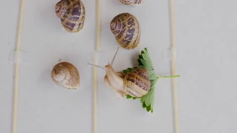 Time lapse the winning snail reaches the green leaf of the garden Stock-Footage 143282959
