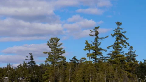 Time Lapse Winter Clouds In Blue Sky Over Pine Tree Tops In Sun And Shade Video stock 162200864