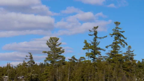 Time Lapse Winter Clouds In Blue Sky Over Pine Trees In Sun Shade Drone Mistake Stock Footage 162201583