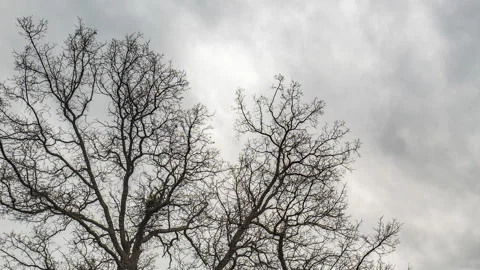 Time Lapse of Winter Landscape with Flock of Birds in Leafless Tree Stock Footage 279138639