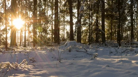 Time-lapse of winter sun behind snowy spruce forest Stock Footage 102908742