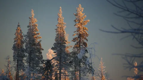 Time lapse of winter sunlight on a group of trees Stock Footage 151262648