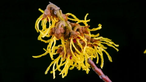 Time lapse witch hazel (hamamelis) blooming Stock Footage 173259794