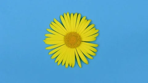 Time lapse withered yellow chamomile on a blue background. Stock Footage 222599713