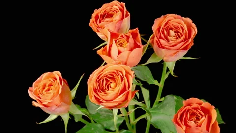 Time Lapse of Withering Orange Roses Stock Footage 219634932