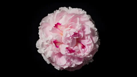 Time-lapse withering pink flower on black background. Blooming withering peony Stock Footage 243229173