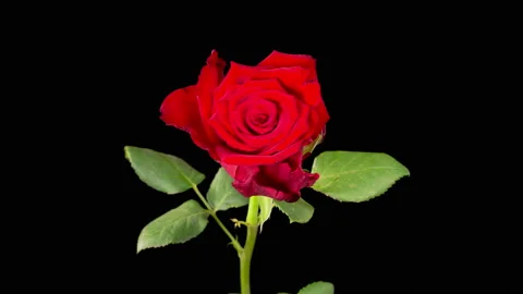 Time Lapse of Withering Red Rose Stock Footage 200922914