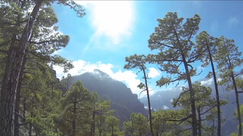 Time lapse in the woods Stock Footage 64594372