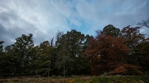 Time Lapse in woods Stock Footage