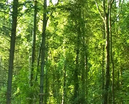 Time-lapse woods light shines through trees SD Stock Footage