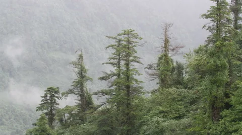 Time lapse of woods, Mount Emei HD Stock Footage 40745152