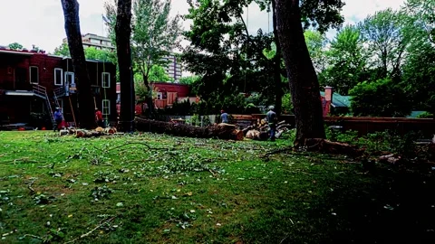 Time lapse work team cuts collects tree branches cutting tree trunk HD Stock Footage 209401548