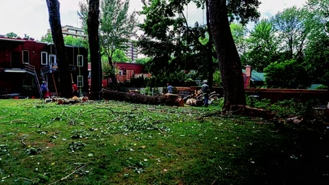 Time lapse work team cuts collects tree branches cutting tree trunk 4K Stock Footage 209401609