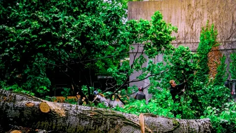 Time lapse work team cuts collects tree branches felling leafy tree HD Stock-Footage 209402707