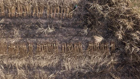 Time lapse. worker harvest sugar cane plantation aerial view. Stock Footage 125559968
